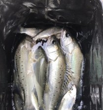 冬夜路亚钓鱼，钓友的乐趣无穷（挑战极寒，挖掘冬夜路亚的无限魅力）