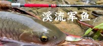 夜晚浑浊水域的钓鱼技巧（提高钓鱼成功率的关键是什么？）