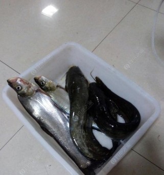 黄河钓鱼之路亚技巧揭秘（以黄河钓鱼可以用路亚吗？黄河路亚钓鱼的关键技巧大揭秘！）