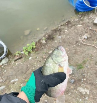 挑战路亚黑坑，钓鱼利器探秘（以路亚黑坑为基础，探索最佳钓鱼装备和技巧）