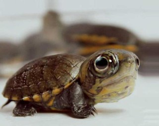 乌龟游泳换气技巧教学（学习如何正确地帮助乌龟在水中换气）