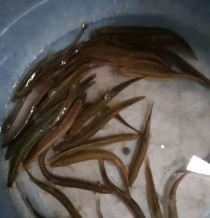 以路亚用泥鳅钓鱼是否需要打窝？（探讨在以路亚钓鱼中是否需要打窝的必要性）