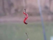 路亚竿挂蚯蚓钓鱼的技巧与经验（掌握正确的钓法，享受丰富的钓鱼乐趣）