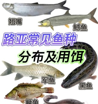 轻松掌握路亚钓鱼技巧——以法刺轮为工具（从入门到精通，让你成为路亚钓鱼高手）