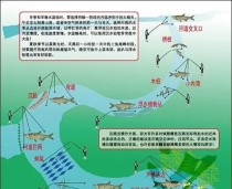 禁止使用路亚竿钓鱼的原因（保护渔业资源，维护生态平衡）