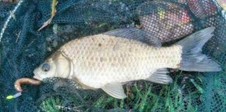 淇河路亚钓鱼方法与技巧（探秘淇河路亚钓鱼技术，提高钓鱼成功率）