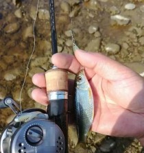 浑浊水中的路亚钓鱼技巧（探索路亚钓鱼在浑浊水域的绝佳方法）
