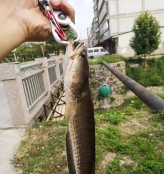 浅析路亚钓鱼的鱼不宜下地原因（为什么路亚钓鱼时鱼儿不宜下地探风和临食）