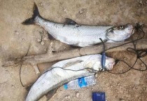 以用路亚杆挂泥鳅钓鱼的优势及技巧（挂泥鳅钓鱼，轻杆探底，享受刺激的垂钓之旅）