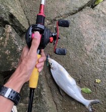 路亚钓鱼的最佳时间选择（探秘路亚钓鱼的黄金时刻）